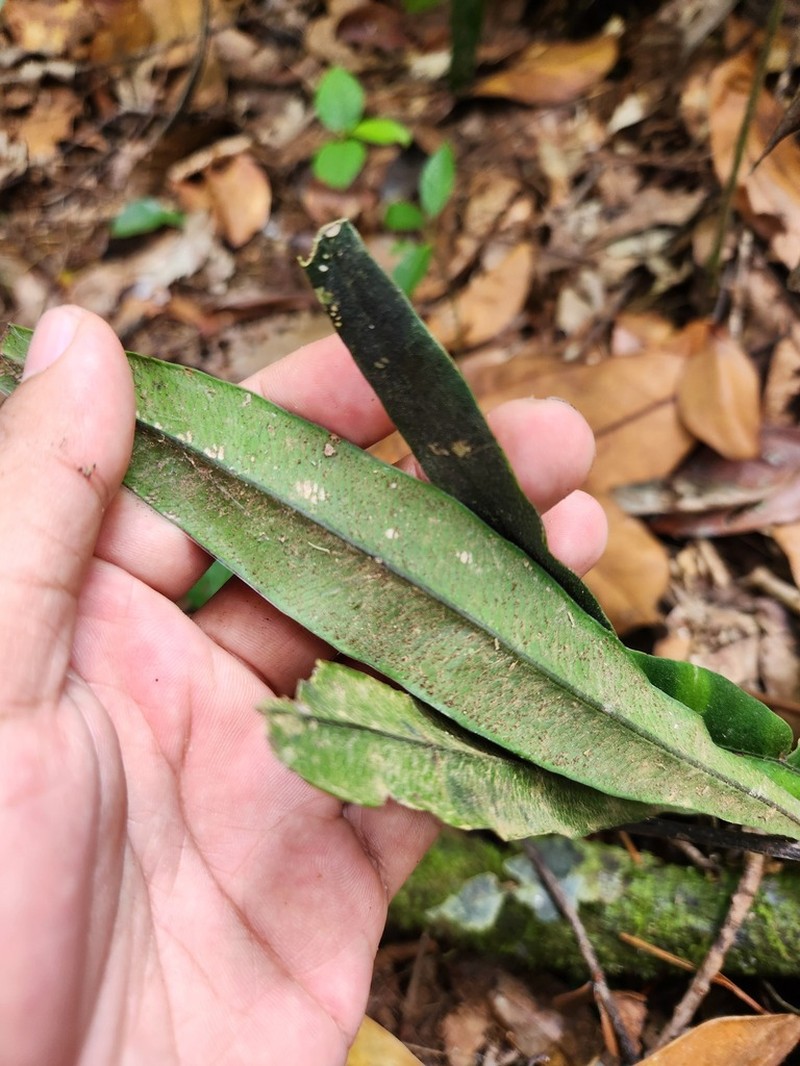 Taenitis hookeri