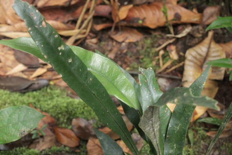 Taenitis hookeri photo 3