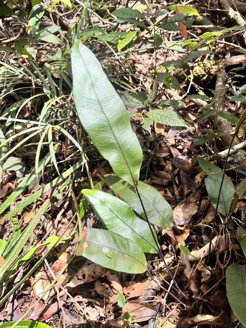 Taenitis hookeri photo 4