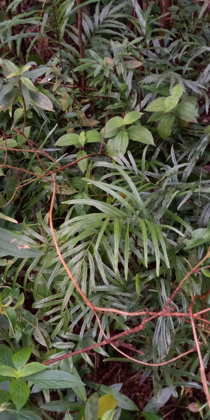 Taenitis interrupta