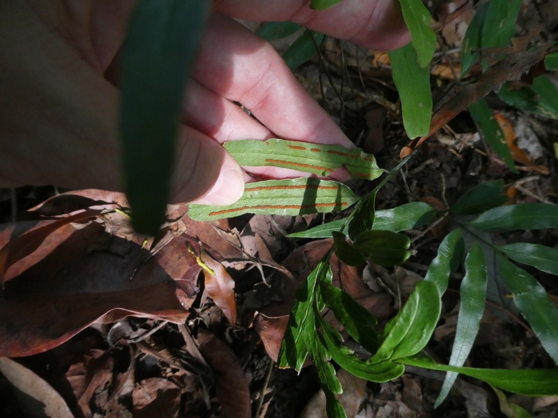 Taenitis interrupta photo 3