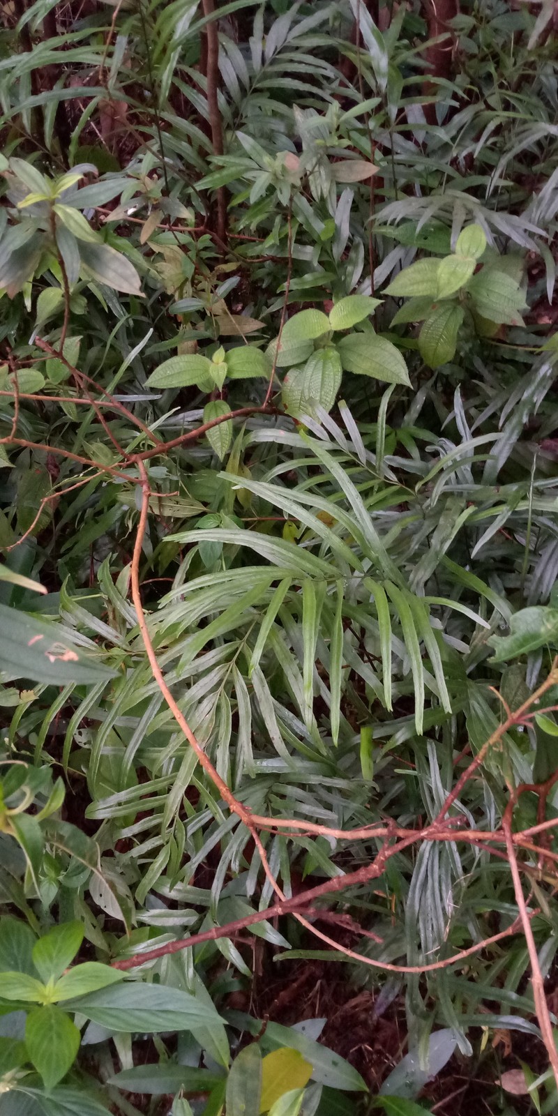 Taenitis interrupta photo 5
