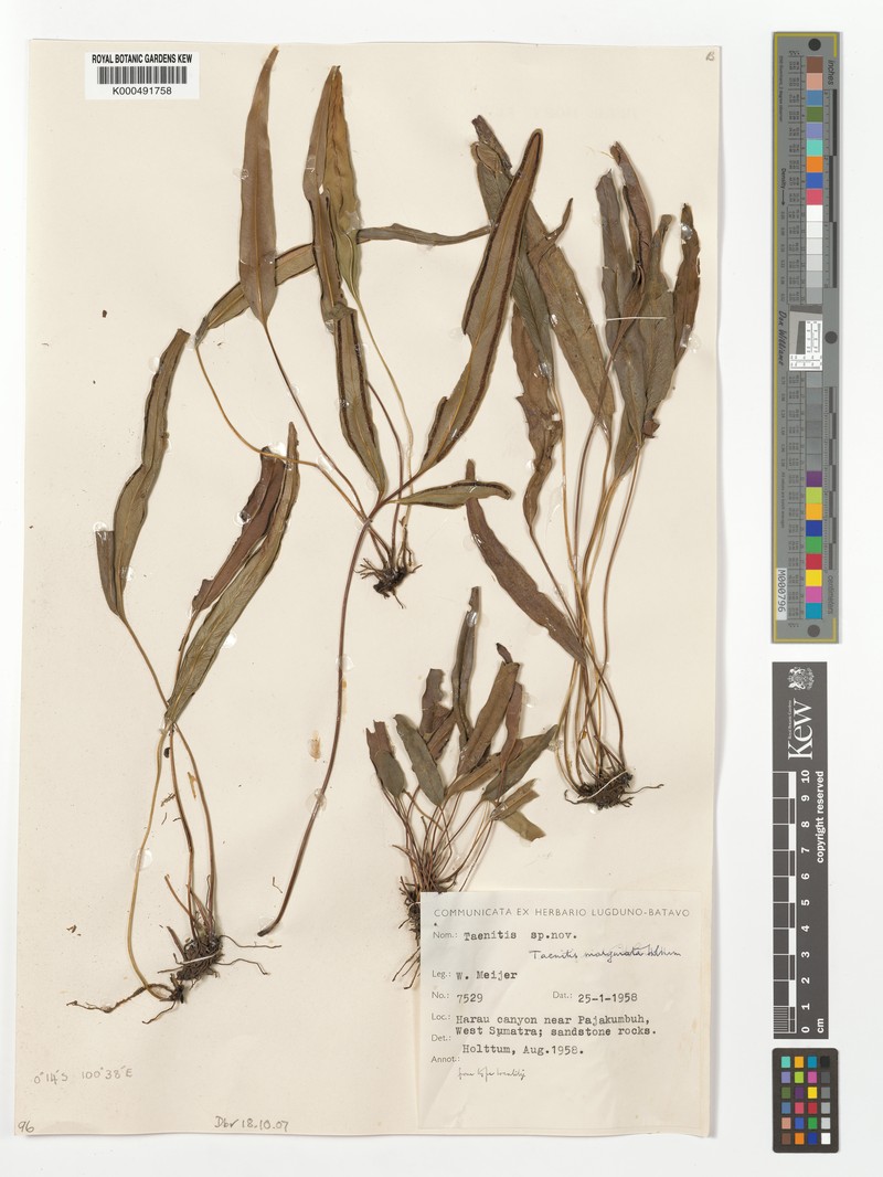 Taenitis marginata