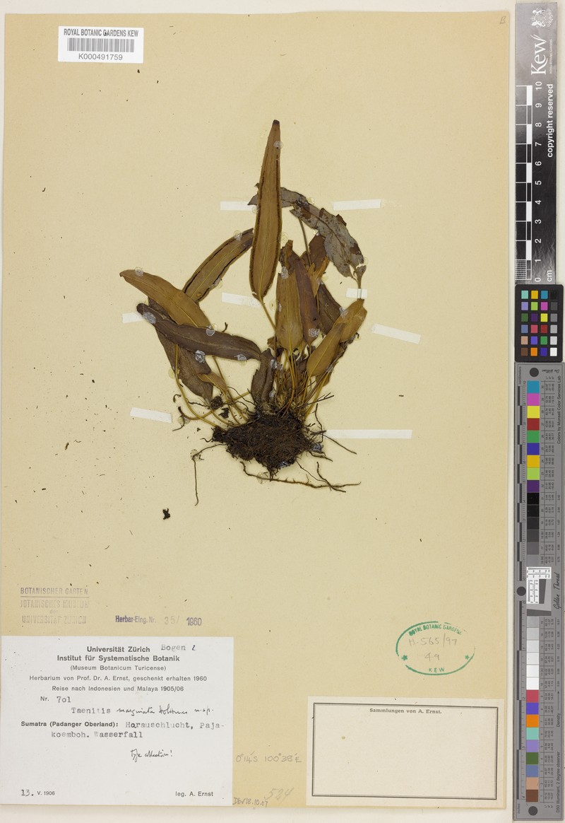 Taenitis marginata photo 2