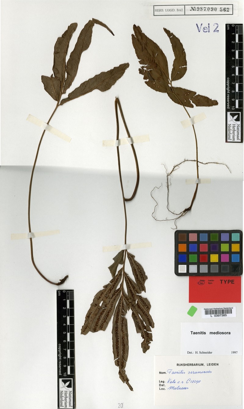 Taenitis mediosora