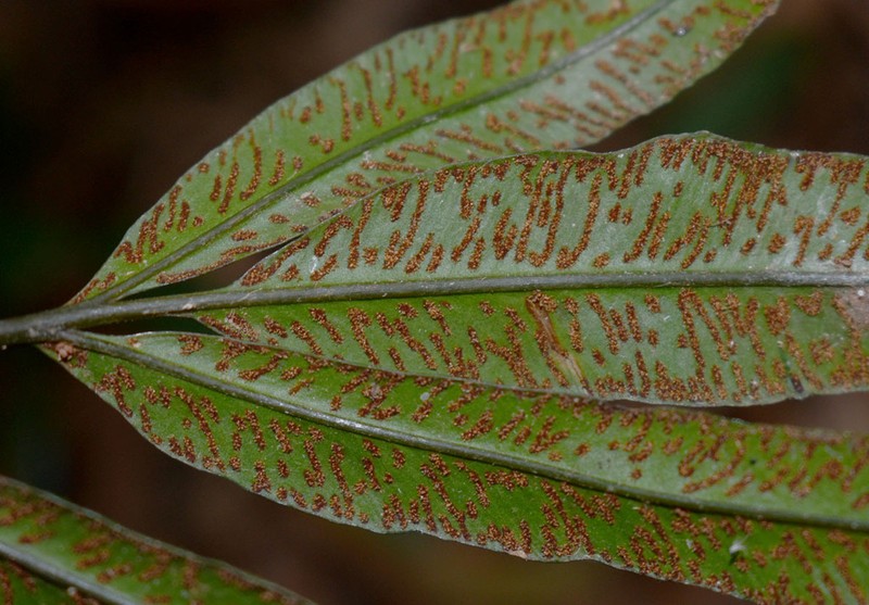 Taenitis pinnata