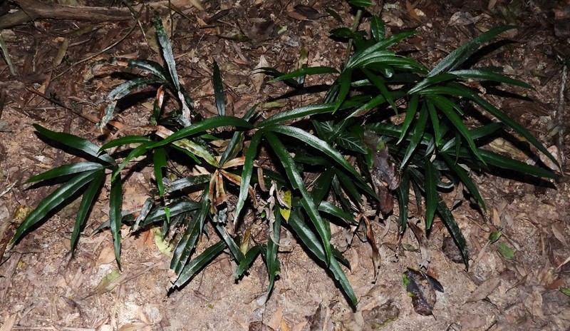 Taenitis pinnata photo 2