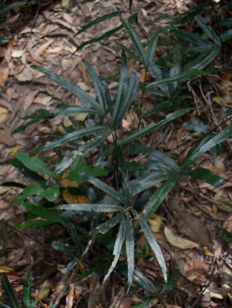 Taenitis pinnata photo 3