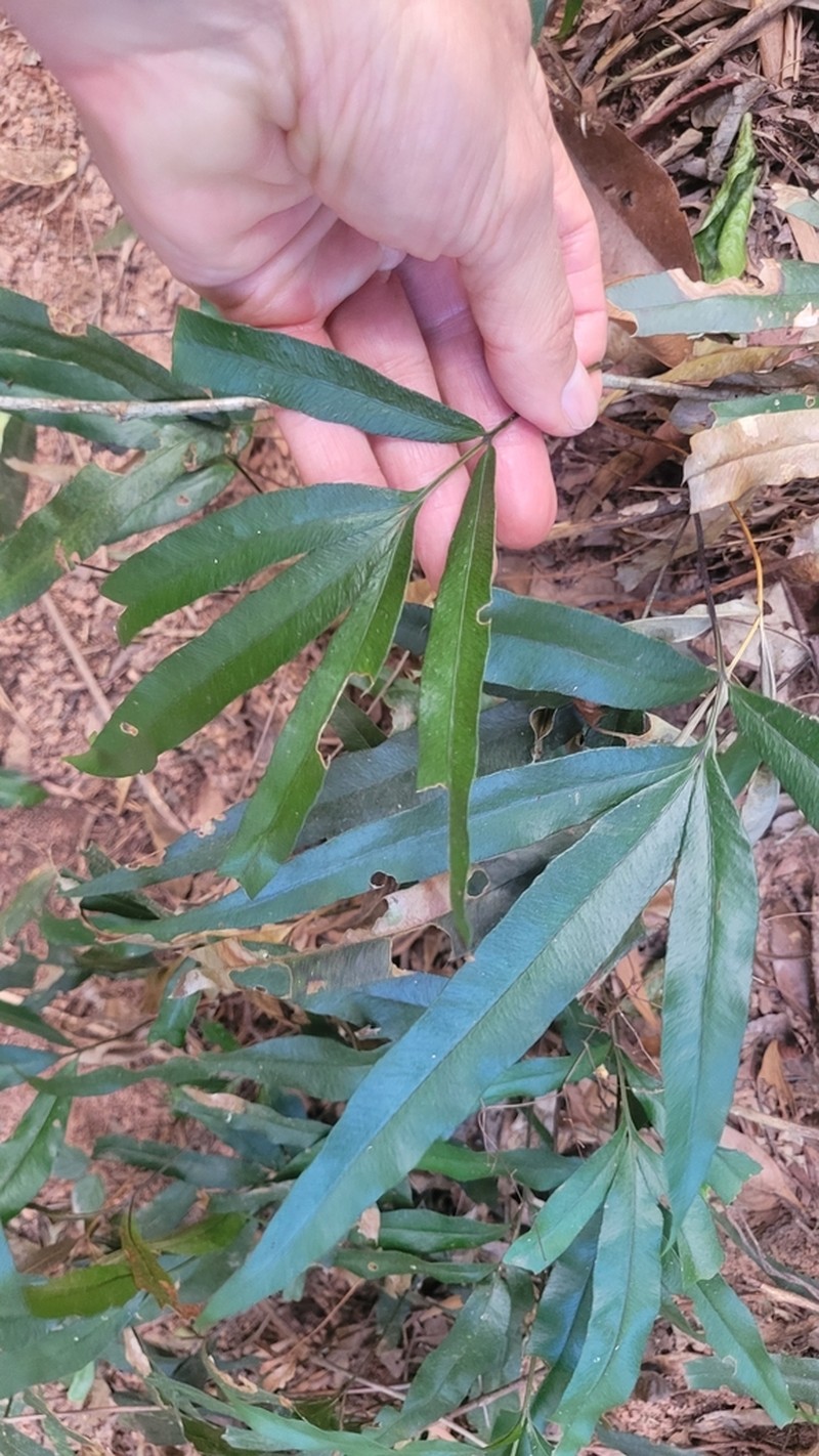Taenitis pinnata photo 4