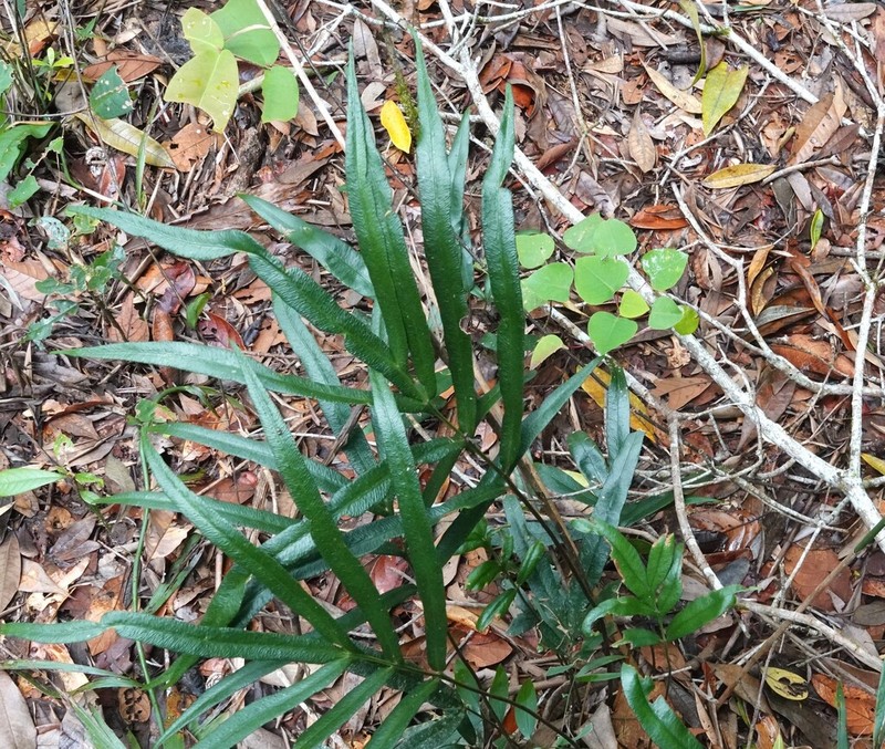 Taenitis pinnata photo 5