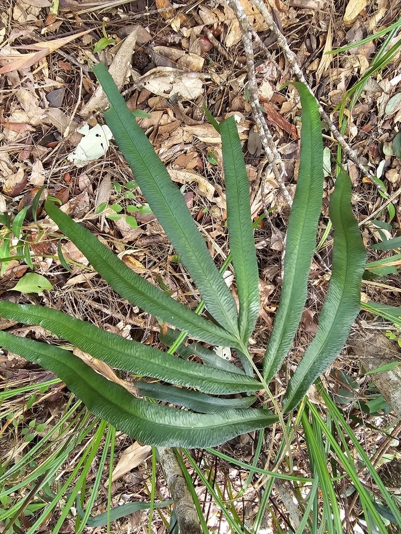 Taenitis pinnata photo 6