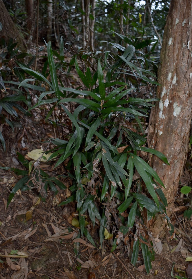 Taenitis pinnata photo 7