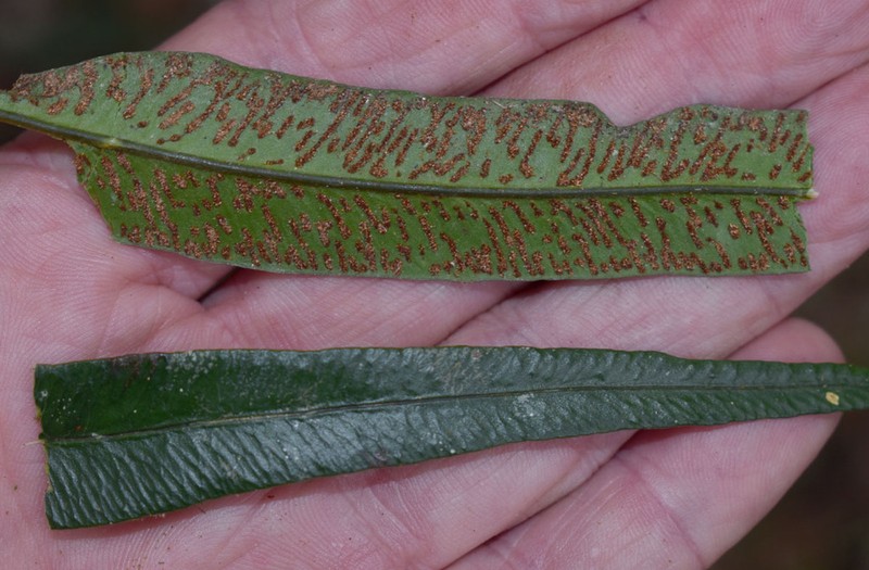 Taenitis pinnata photo 8