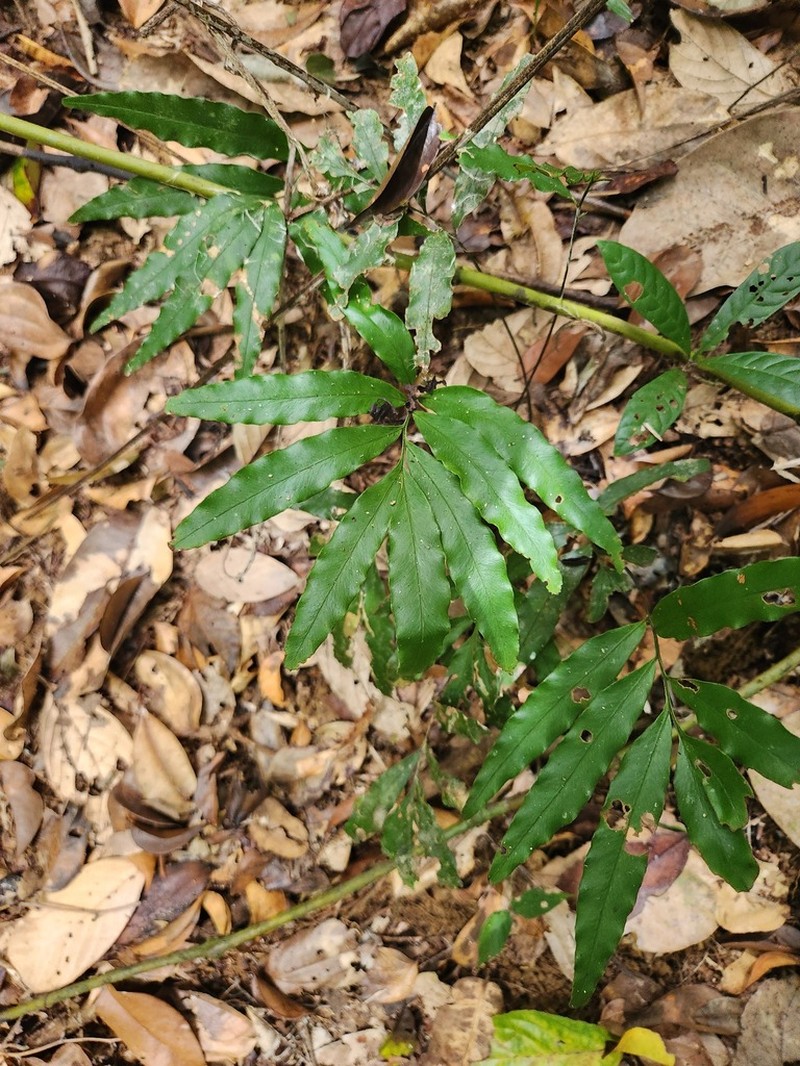 Taenitis requiniana