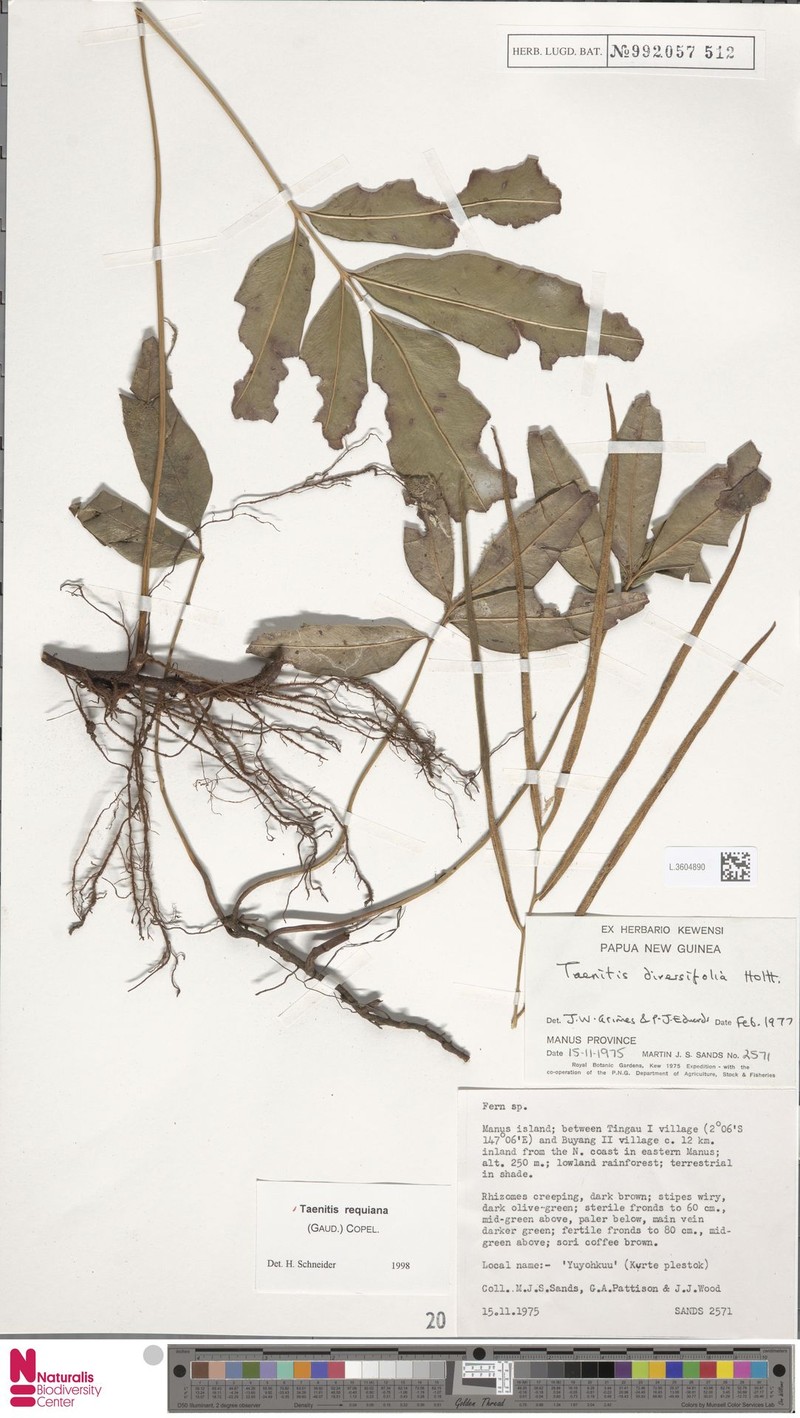 Taenitis requiniana photo 2