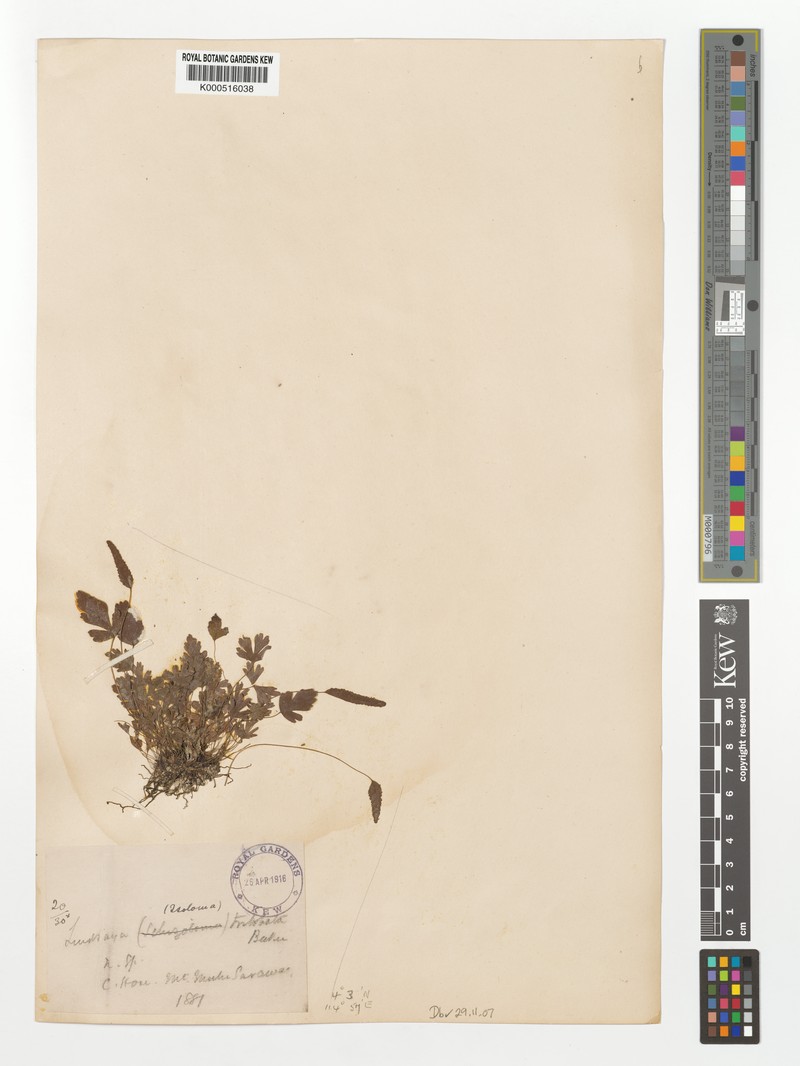 Taenitis trilobata photo 3