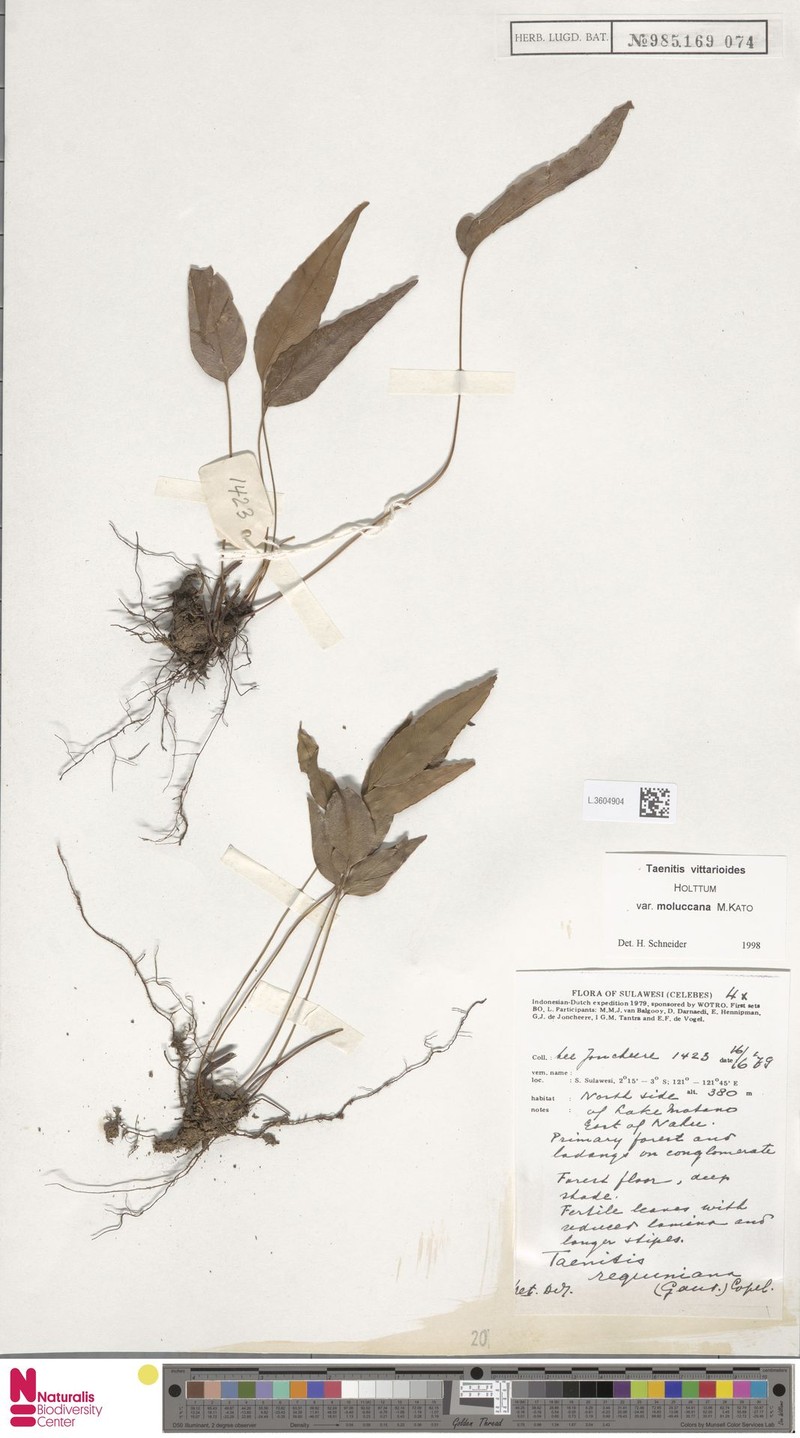 Taenitis vittarioides subsp. moluccana