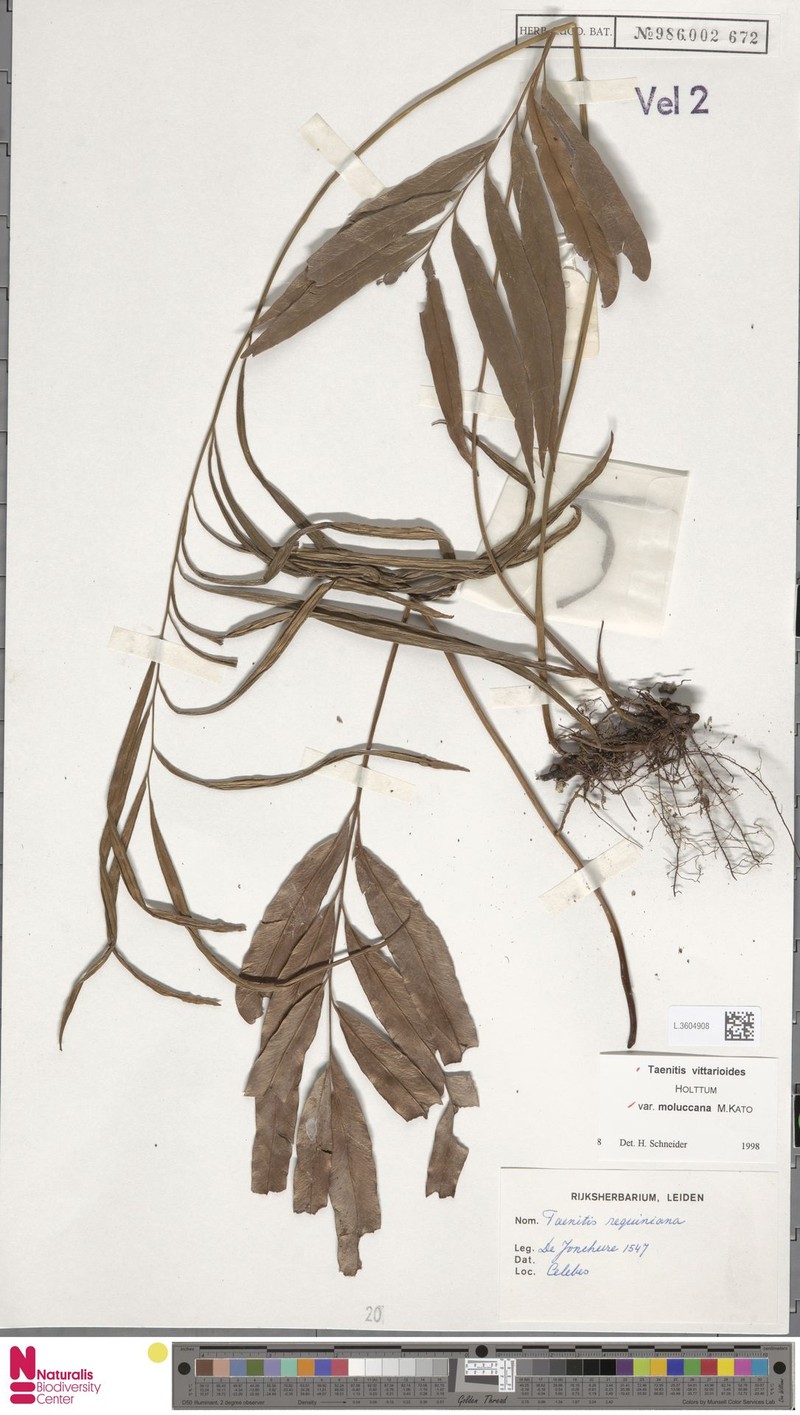 Taenitis vittarioides subsp. moluccana photo 2