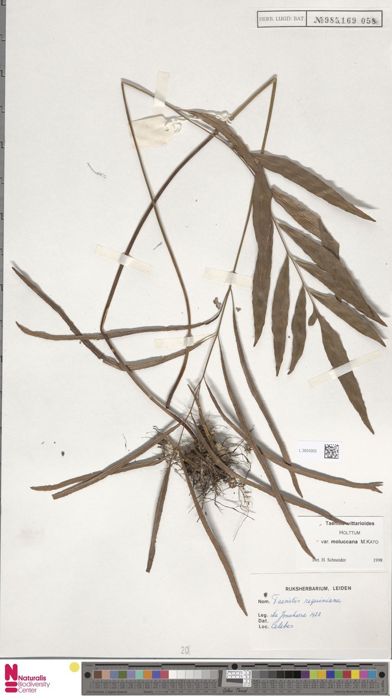 Taenitis vittarioides subsp. moluccana photo 3