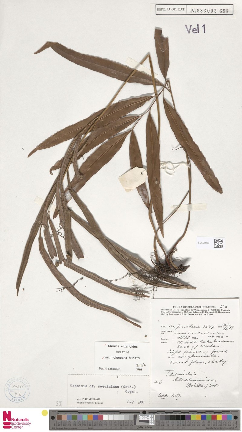 Taenitis vittarioides subsp. moluccana photo 4