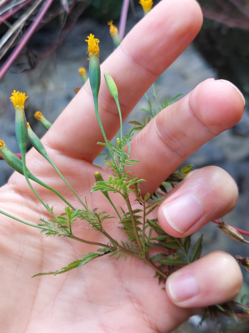 Tagetes apetala