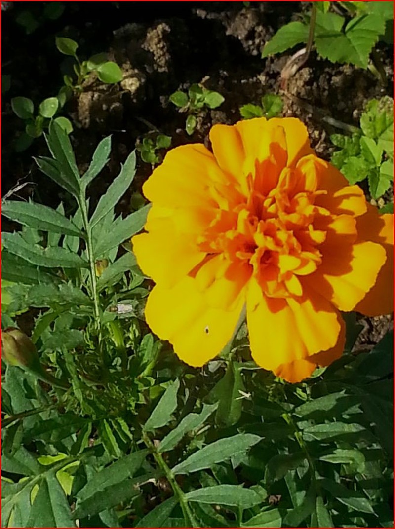 Tagetes apetala photo 2
