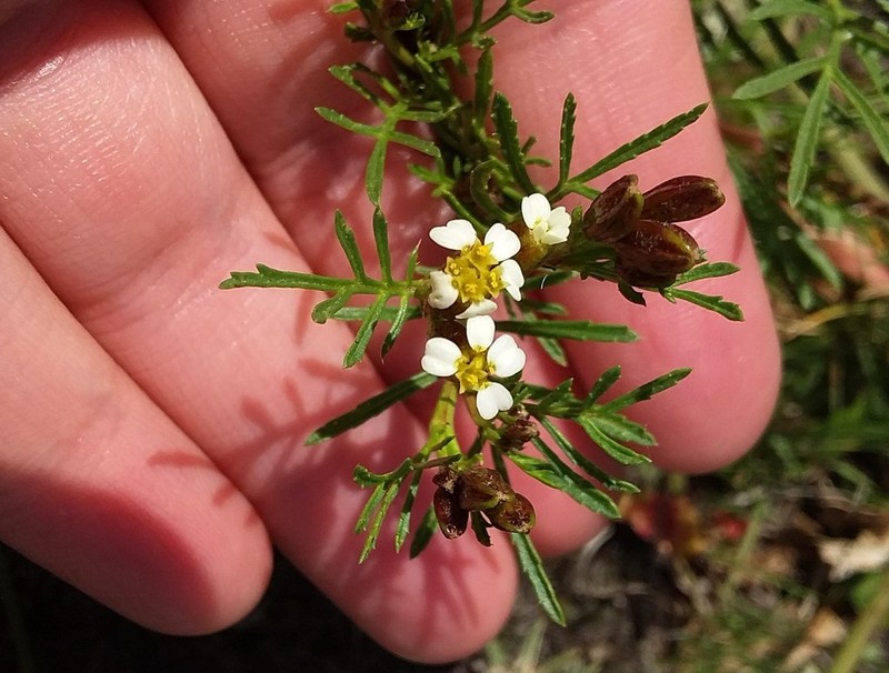 Tagetes argentina