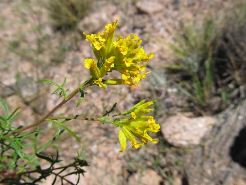 Tagetes argentina photo 3