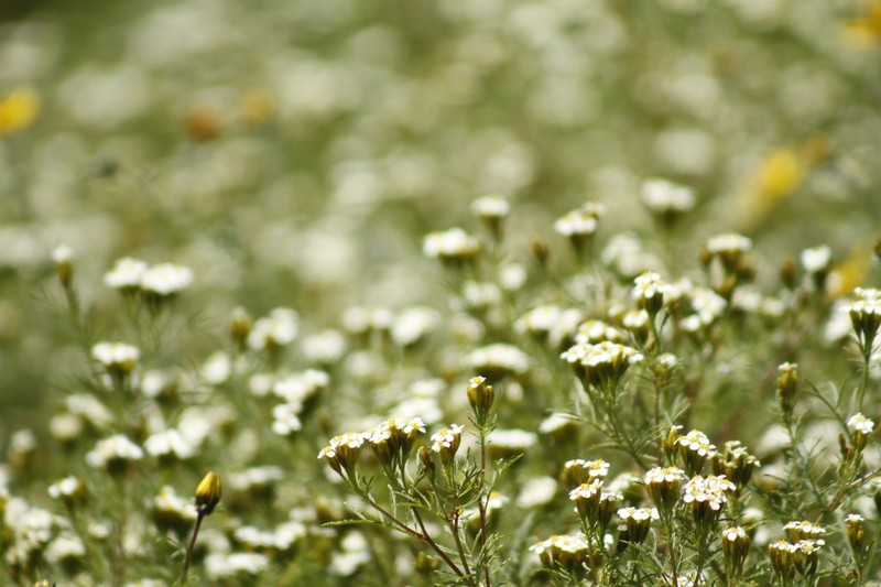 Tagetes argentina photo 4