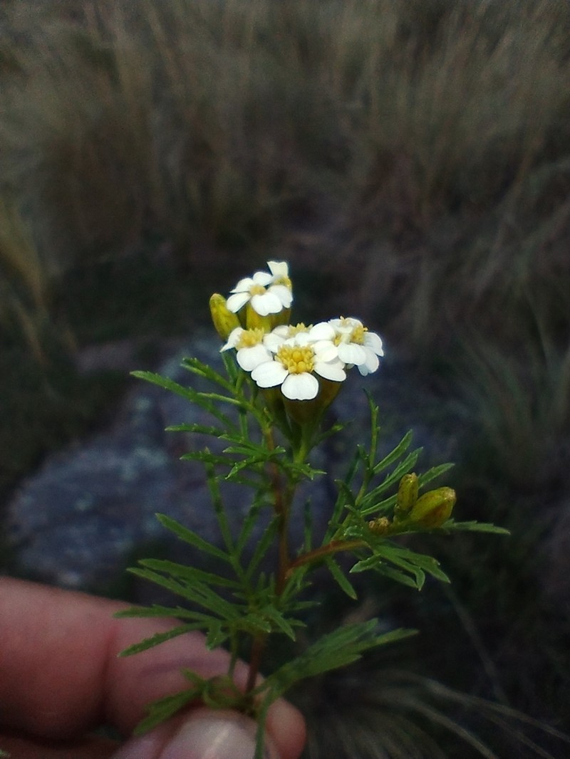 Tagetes argentina photo 6