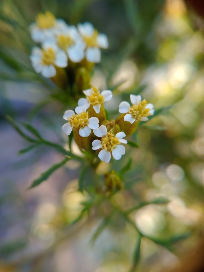Tagetes argentina photo 7