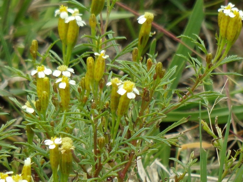 Tagetes argentina photo 8