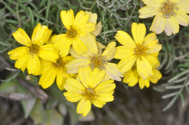 Tagetes campanulata