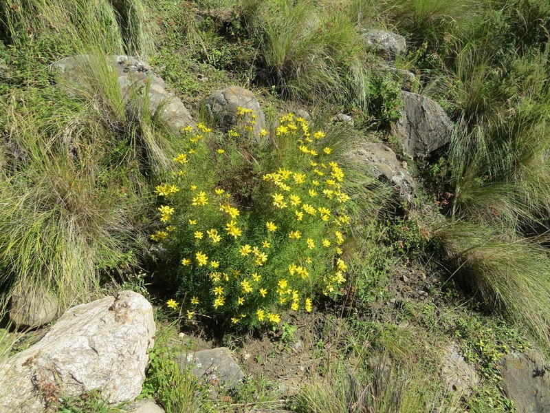 Tagetes campanulata photo 2