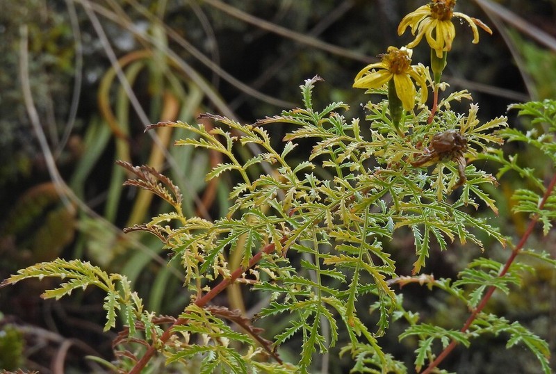 Tagetes campanulata photo 3