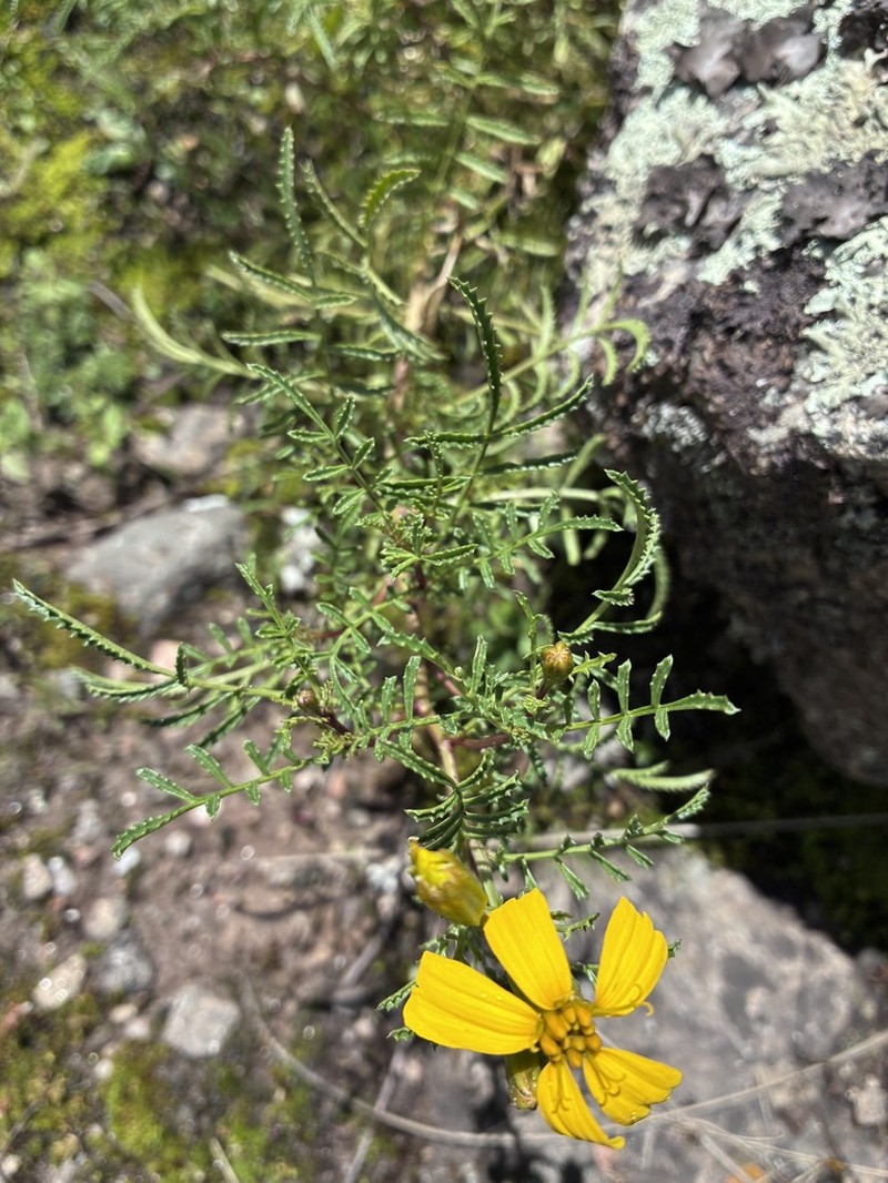 Tagetes campanulata photo 5