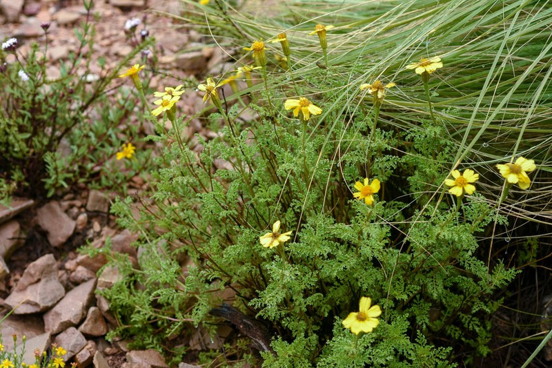 Tagetes campanulata photo 7