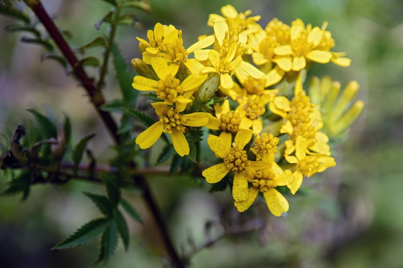 Tagetes dianthiflora