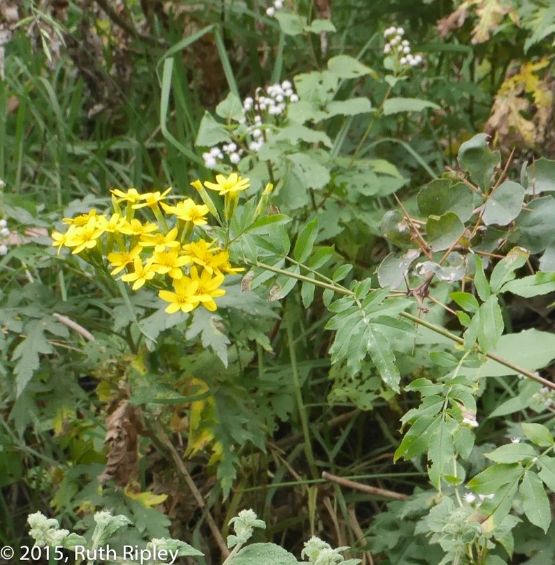 Tagetes dianthiflora photo 2