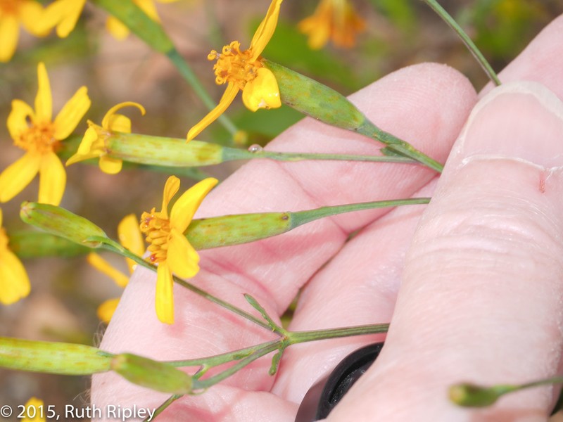 Tagetes dianthiflora photo 3