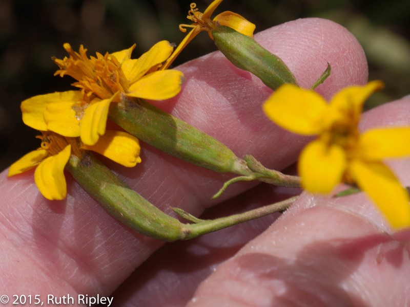 Tagetes dianthiflora photo 5