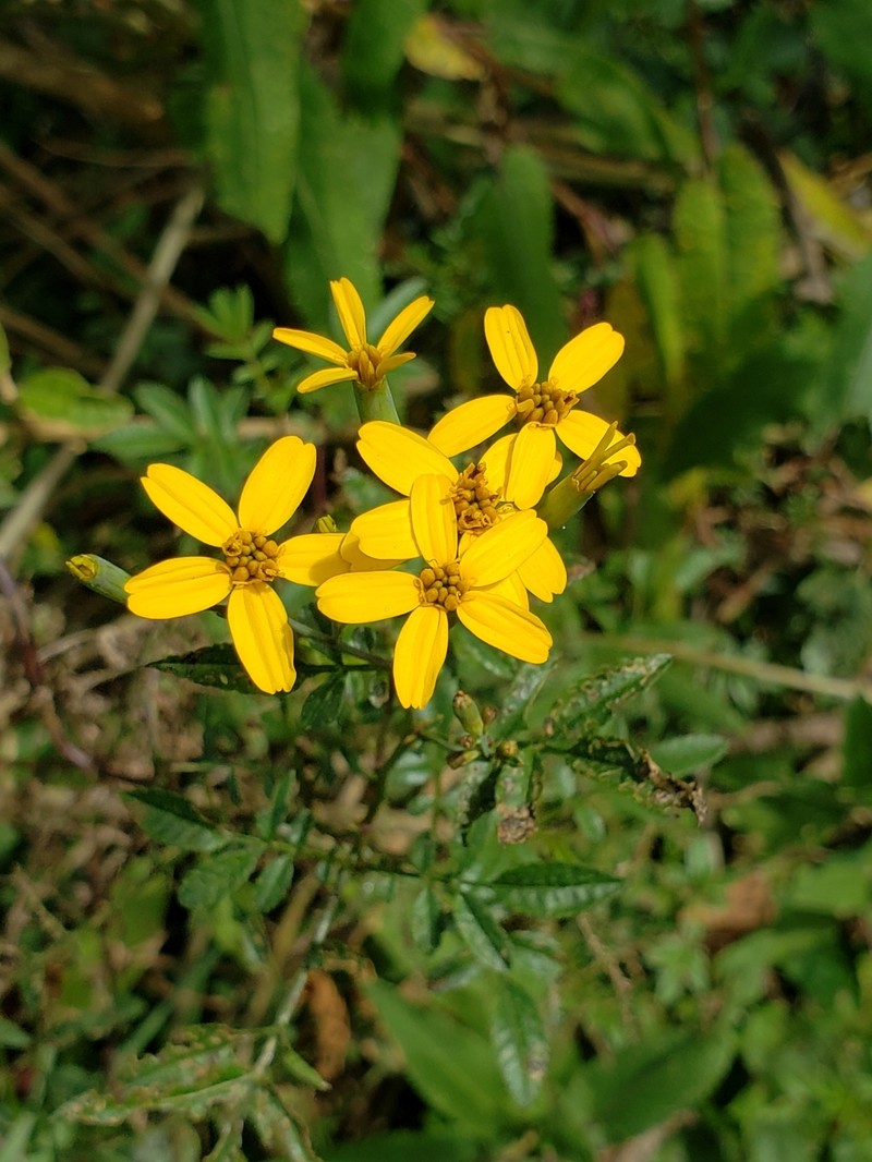 Tagetes dianthiflora photo 6
