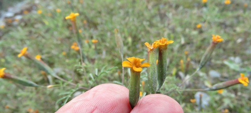 Tagetes dombeyi photo 2
