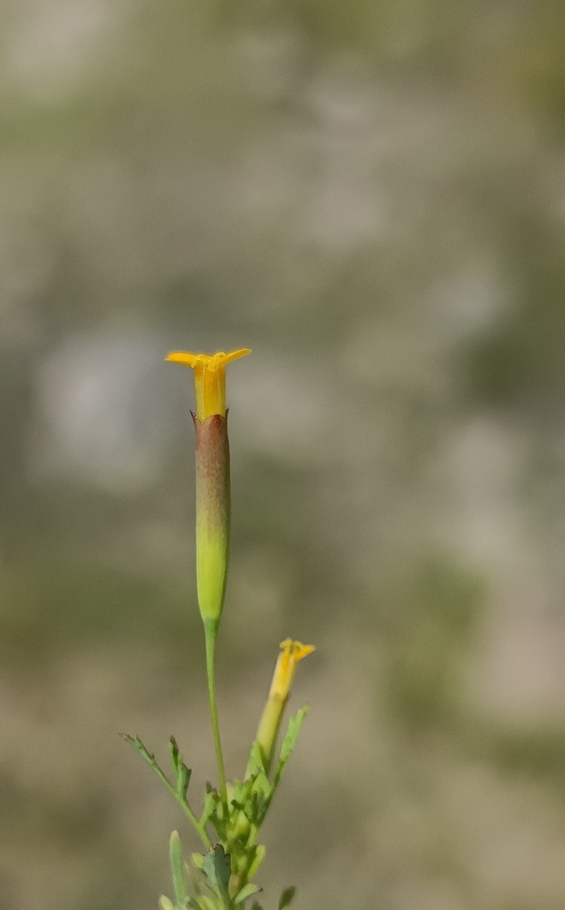 Tagetes dombeyi photo 3
