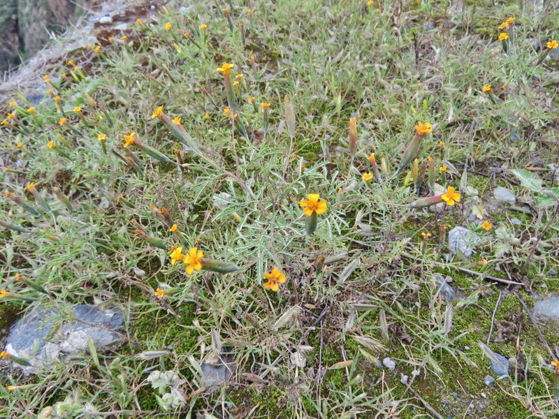 Tagetes dombeyi