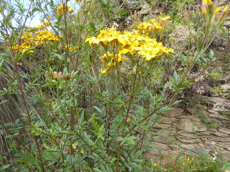 Tagetes elliptica