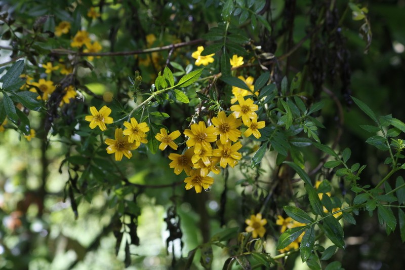 Tagetes elliptica photo 2