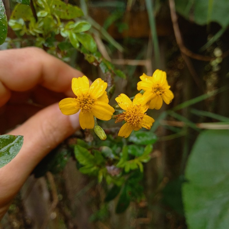 Tagetes elliptica photo 3