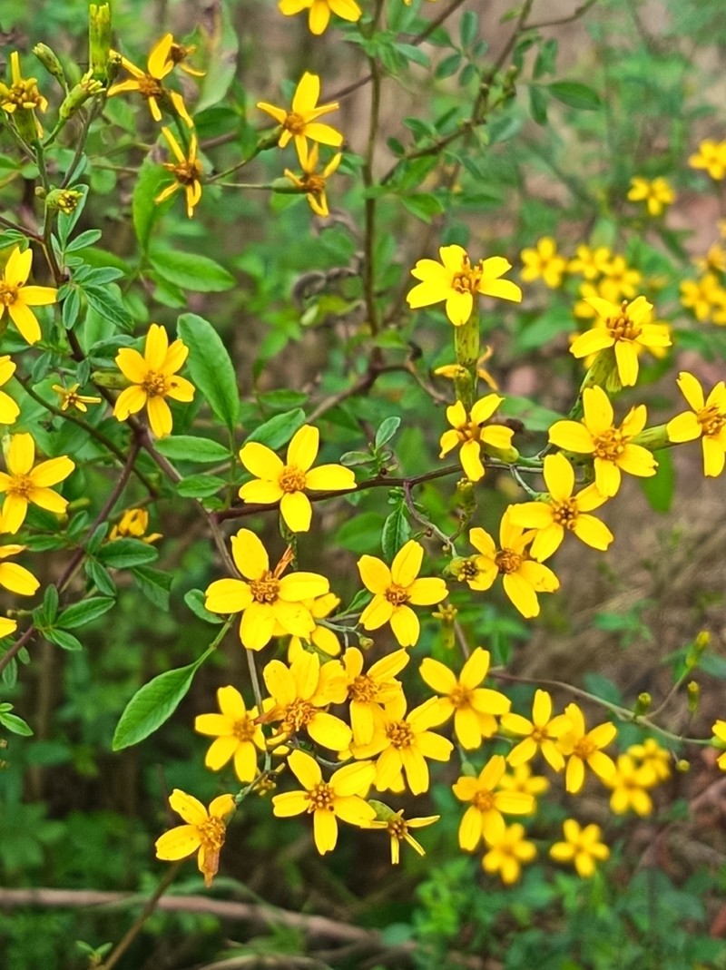 Tagetes elliptica photo 4
