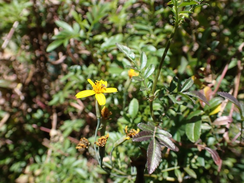 Tagetes elliptica photo 5